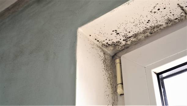 Best Mold Documentation for Insurance Claims  in USA