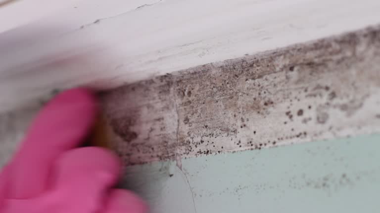 Best Mold Damage Restoration  in USA